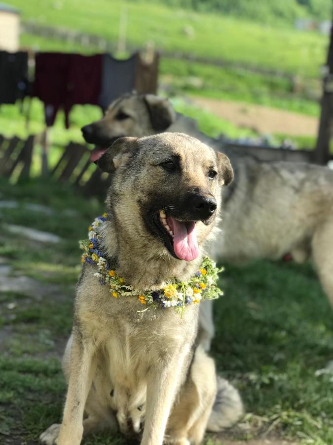 Chvibiani Guesthouse & Bar Ushguli Zewnętrze zdjęcie